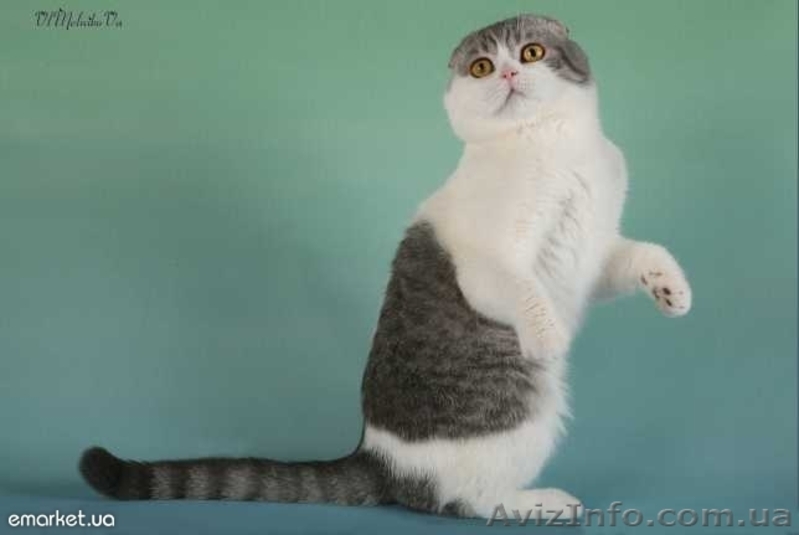 вязка с вислоухим котом - <ro>Изображение</ro><ru>Изображение</ru> #1, <ru>Объявление</ru> #297293