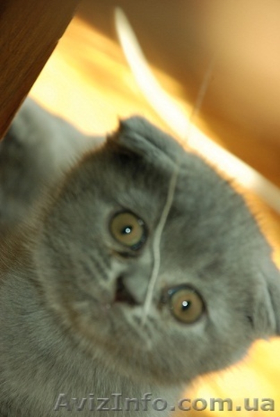 Скоттиш-страйт и скотиш-фолд (шотландские) - <ro>Изображение</ro><ru>Изображение</ru> #5, <ru>Объявление</ru> #286268