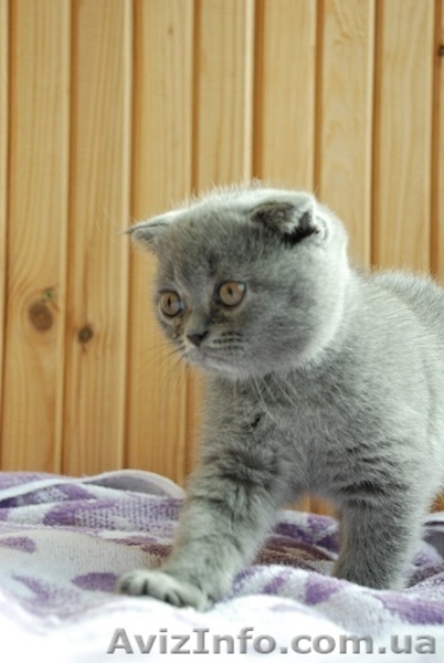 Скоттиш-страйт и скотиш-фолд (шотландские) - <ro>Изображение</ro><ru>Изображение</ru> #2, <ru>Объявление</ru> #286268