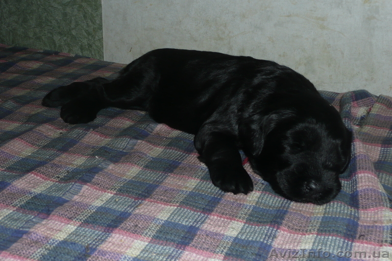 Элитные щенки ризеншнауцера от Интерчемпионов! - <ro>Изображение</ro><ru>Изображение</ru> #3, <ru>Объявление</ru> #282606