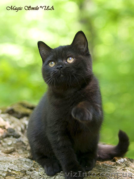 Чистокровные британские котята из питомника Magic Smile*UA - <ro>Изображение</ro><ru>Изображение</ru> #2, <ru>Объявление</ru> #288649