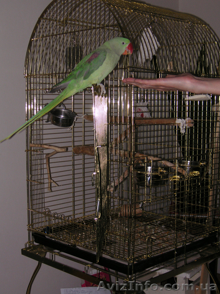 Александрийский попугай с красивой клеткой. - <ro>Изображение</ro><ru>Изображение</ru> #4, <ru>Объявление</ru> #284324