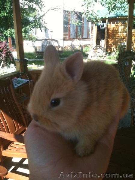 Декоративные крольчата - <ro>Изображение</ro><ru>Изображение</ru> #1, <ru>Объявление</ru> #294852