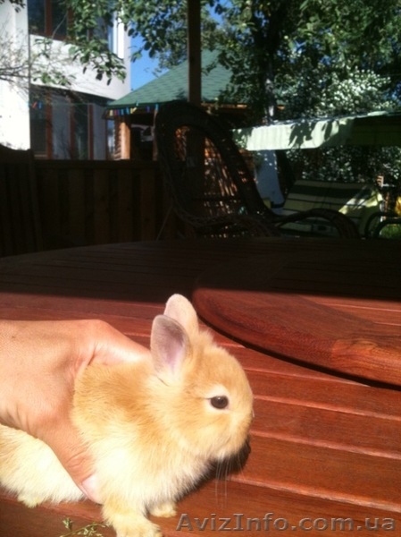 Декоративные крольчата - <ro>Изображение</ro><ru>Изображение</ru> #3, <ru>Объявление</ru> #294852