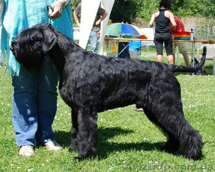 Элитные щенки ризеншнауцера от Интерчемпионов! - <ro>Изображение</ro><ru>Изображение</ru> #1, <ru>Объявление</ru> #282606