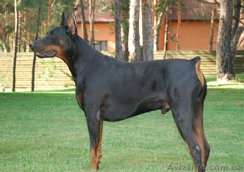 Продаются 2х месячные щенки добермана. - <ro>Изображение</ro><ru>Изображение</ru> #3, <ru>Объявление</ru> #298563