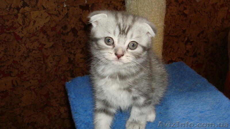  элитные шотландские вислоухие котята - <ro>Изображение</ro><ru>Изображение</ru> #1, <ru>Объявление</ru> #293266