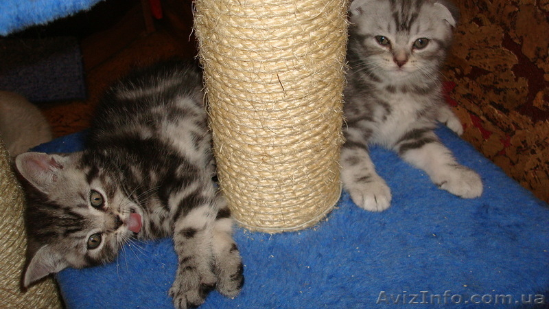  элитные шотландские вислоухие котята - <ro>Изображение</ro><ru>Изображение</ru> #3, <ru>Объявление</ru> #293266