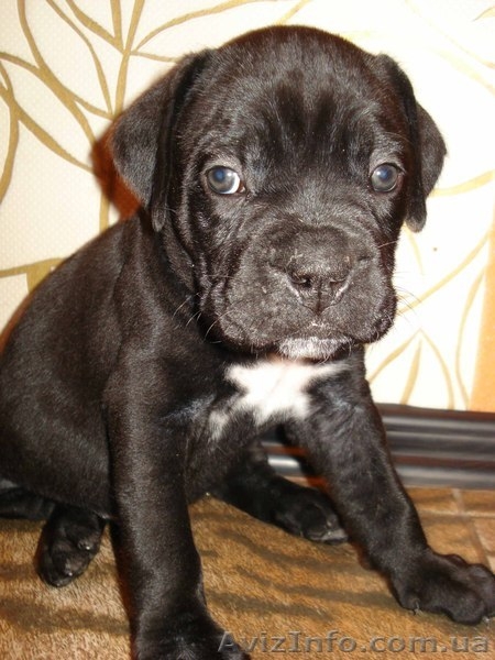 Элитные щенки Кане корсо от итальянских производителей - <ro>Изображение</ro><ru>Изображение</ru> #2, <ru>Объявление</ru> #281690