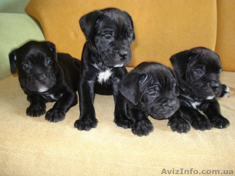 Элитные щенки Кане корсо от итальянских производителей - <ro>Изображение</ro><ru>Изображение</ru> #1, <ru>Объявление</ru> #281690