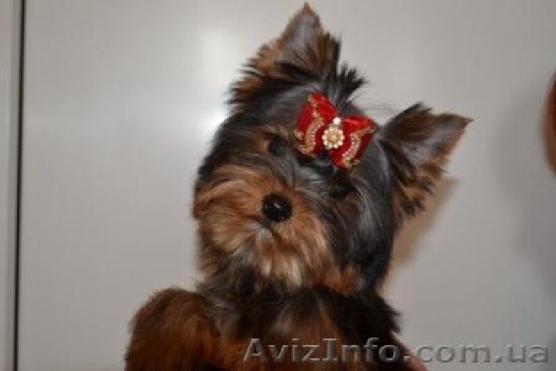 Элитные щеночки йоркширского терьера шоу-класса-КСУ. - <ro>Изображение</ro><ru>Изображение</ru> #2, <ru>Объявление</ru> #298727