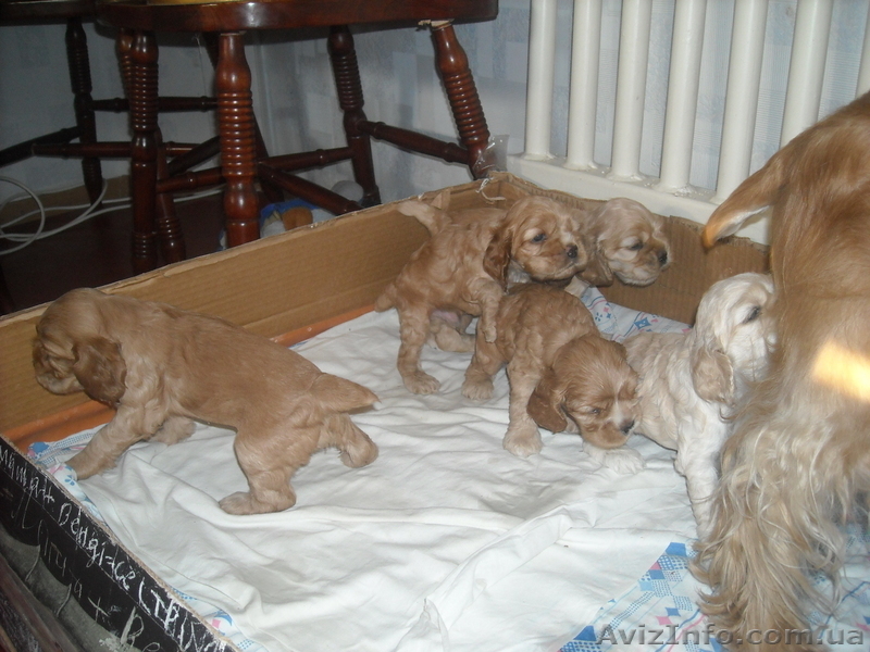 Продаж цуценят американського кокер - спаніеля  - <ro>Изображение</ro><ru>Изображение</ru> #6, <ru>Объявление</ru> #269999