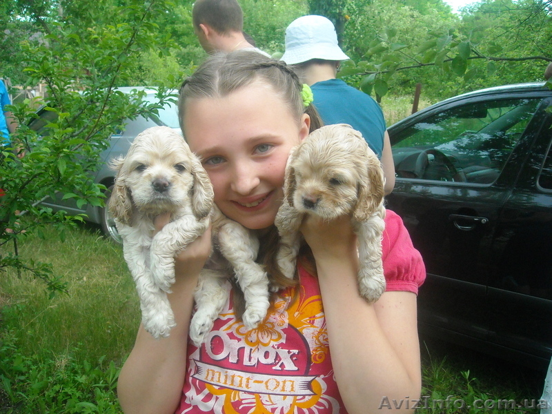 Продаж цуценят американського кокер - спаніеля  - <ro>Изображение</ro><ru>Изображение</ru> #7, <ru>Объявление</ru> #269999