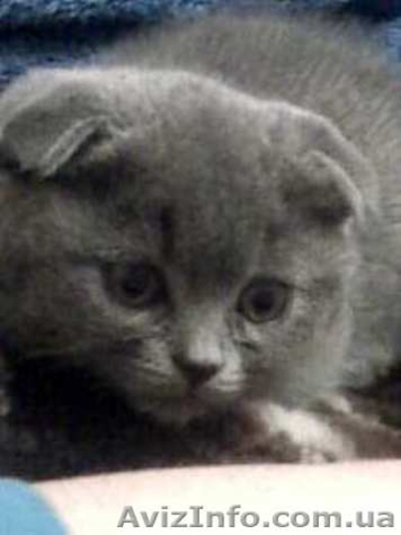 Вислоухие очаровашки шотландской породы - <ro>Изображение</ro><ru>Изображение</ru> #1, <ru>Объявление</ru> #283240