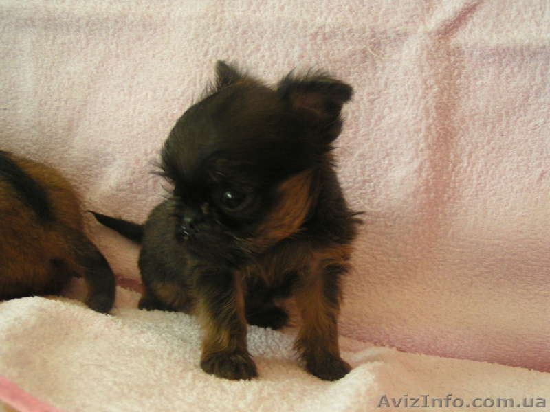 продам гриффона - <ro>Изображение</ro><ru>Изображение</ru> #2, <ru>Объявление</ru> #302786