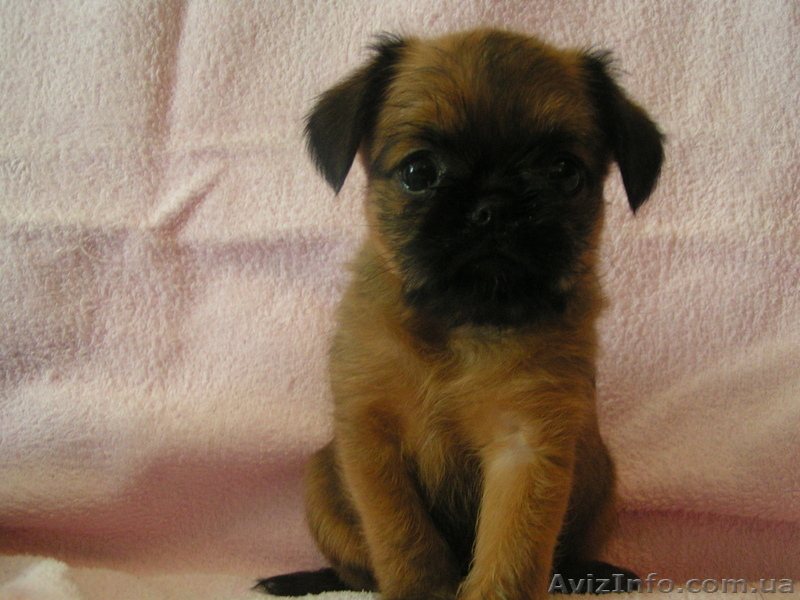 продам гриффона - <ro>Изображение</ro><ru>Изображение</ru> #1, <ru>Объявление</ru> #302786