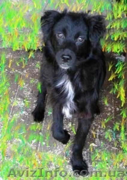 Щенки-метисы для частного дома, привиты! - <ro>Изображение</ro><ru>Изображение</ru> #1, <ru>Объявление</ru> #300713