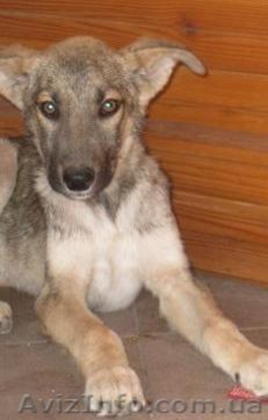 Серж- спасенный щенок, кобель, 3мес., привит! - <ro>Изображение</ro><ru>Изображение</ru> #1, <ru>Объявление</ru> #301420