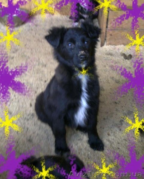 Щенки-метисы для частного дома, привиты! - <ro>Изображение</ro><ru>Изображение</ru> #2, <ru>Объявление</ru> #300713