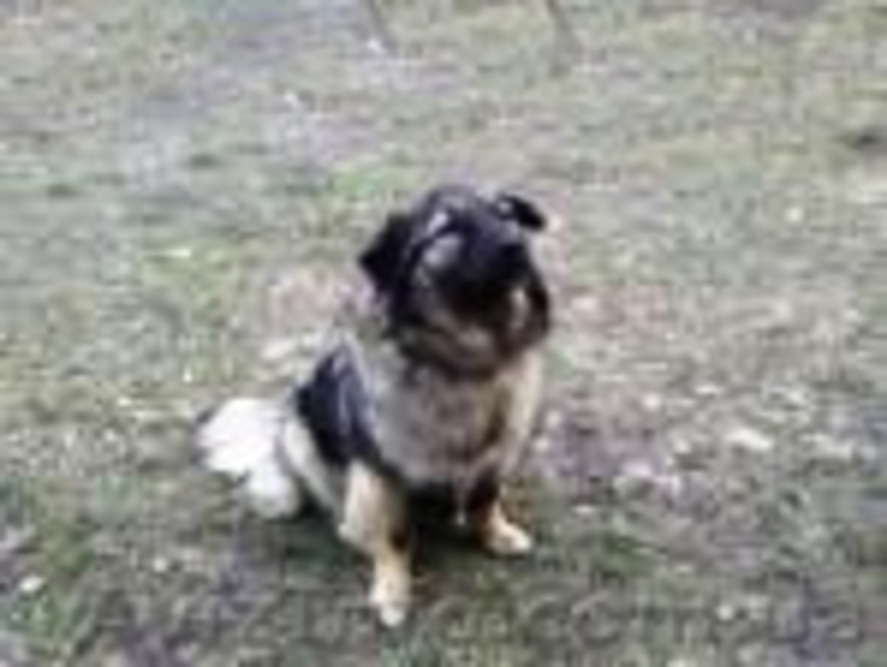 Небольшая (размера спаниеля) собачка, 10 мес., стерилизована! - <ro>Изображение</ro><ru>Изображение</ru> #1, <ru>Объявление</ru> #301350