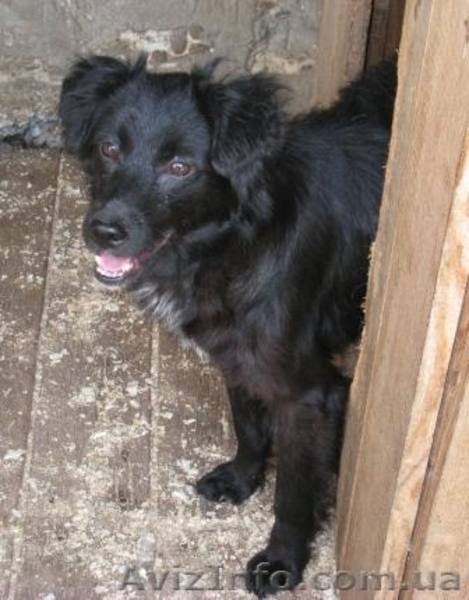 Щенки-метисы для частного дома, привиты! - <ro>Изображение</ro><ru>Изображение</ru> #3, <ru>Объявление</ru> #300713