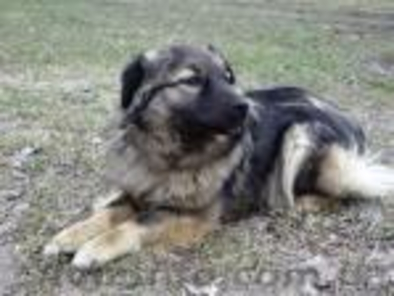 Небольшая (размера спаниеля) собачка, 10 мес., стерилизована! - <ro>Изображение</ro><ru>Изображение</ru> #3, <ru>Объявление</ru> #301350