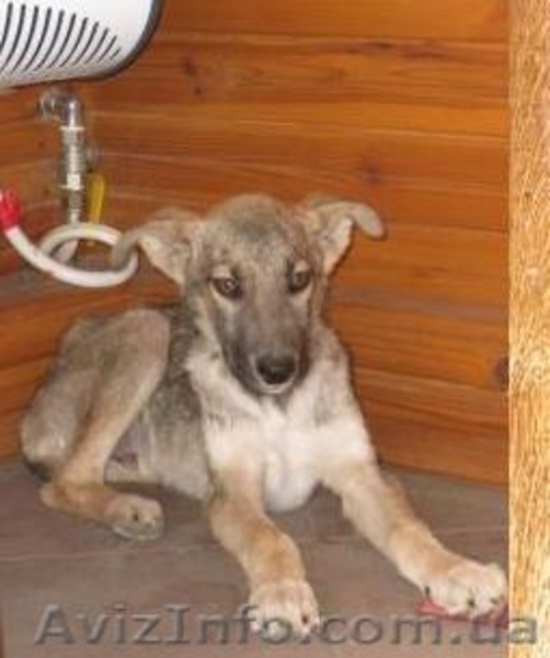 Серж- спасенный щенок, кобель, 3мес., привит! - <ro>Изображение</ro><ru>Изображение</ru> #2, <ru>Объявление</ru> #301420