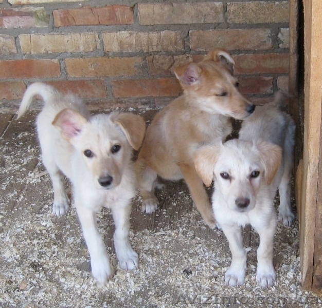 Щенки-метисы, похожи на лабрадоров! - <ro>Изображение</ro><ru>Изображение</ru> #1, <ru>Объявление</ru> #304028