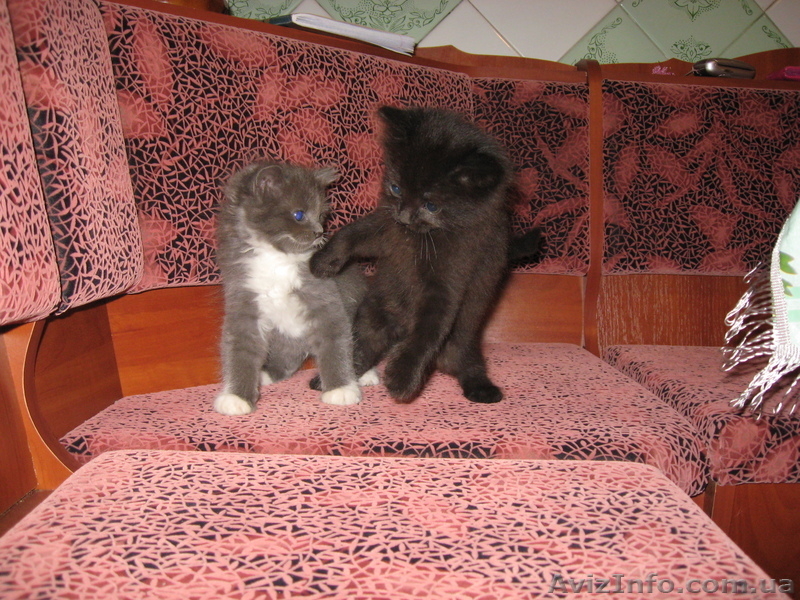 милые пушистики - <ro>Изображение</ro><ru>Изображение</ru> #1, <ru>Объявление</ru> #303482