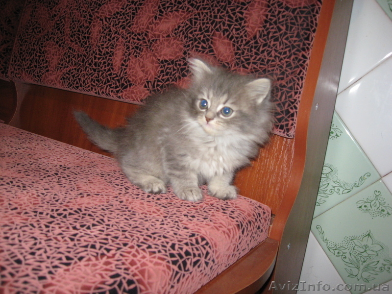 Кошечка мамы перса - <ro>Изображение</ro><ru>Изображение</ru> #1, <ru>Объявление</ru> #303498