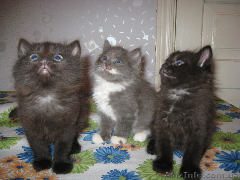 милые пушистики - <ro>Изображение</ro><ru>Изображение</ru> #3, <ru>Объявление</ru> #303482