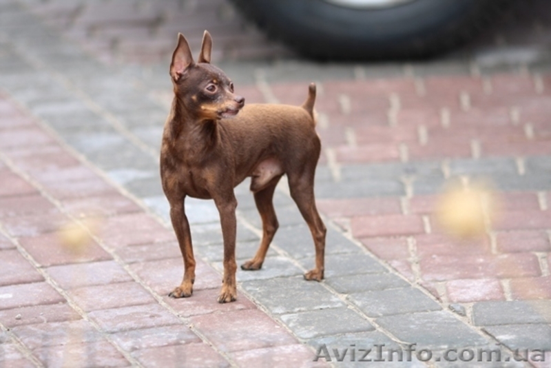 той-терьер, русский той, самая маленькая порода - <ro>Изображение</ro><ru>Изображение</ru> #2, <ru>Объявление</ru> #286739