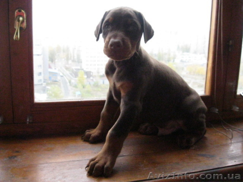 Крупные щенки добермана. 2 месяца. - <ro>Изображение</ro><ru>Изображение</ru> #2, <ru>Объявление</ru> #297067