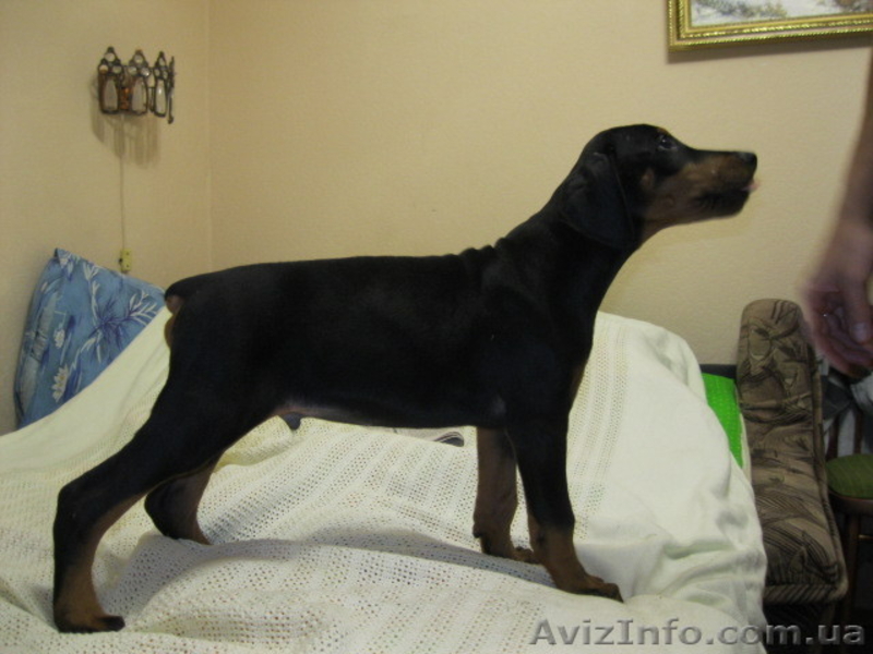 Продаются отличные щенки добермана. - <ro>Изображение</ro><ru>Изображение</ru> #1, <ru>Объявление</ru> #293770