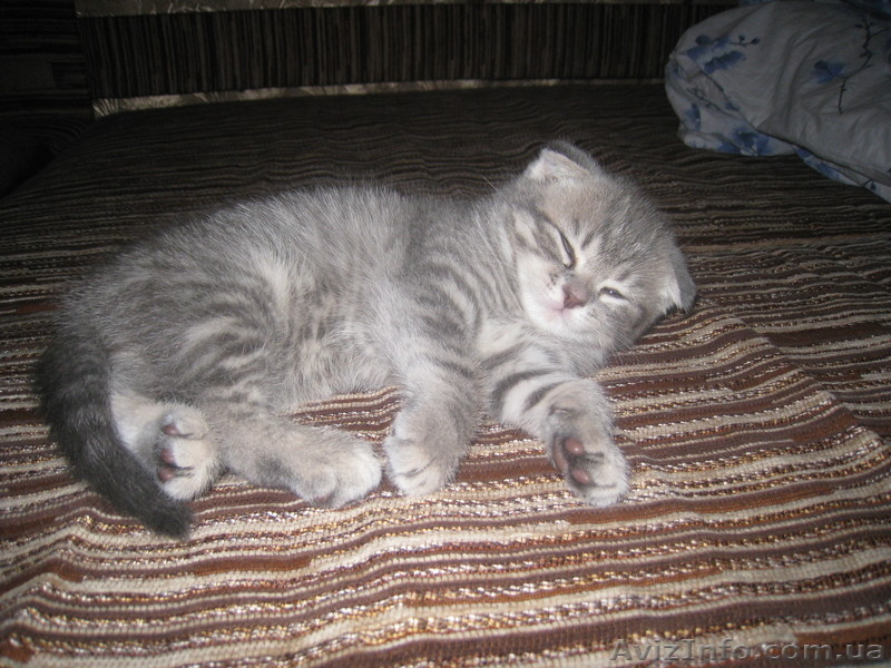 продаются котята породы шотландские вислоухие - <ro>Изображение</ro><ru>Изображение</ru> #4, <ru>Объявление</ru> #285913