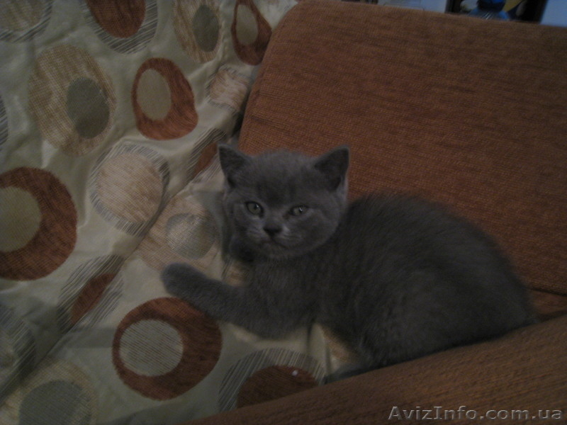 продаются котята породы шотландские вислоухие - <ro>Изображение</ro><ru>Изображение</ru> #3, <ru>Объявление</ru> #285913