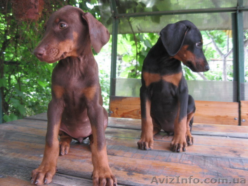 Щенки добермана с родословной. - <ro>Изображение</ro><ru>Изображение</ru> #4, <ru>Объявление</ru> #305805