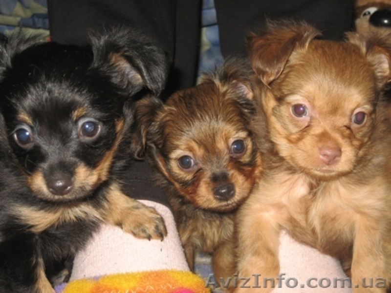 Щенки Той терьера - <ro>Изображение</ro><ru>Изображение</ru> #2, <ru>Объявление</ru> #286625