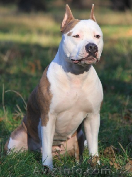 Елітні щенята Ам. Стаффо. Тер'єра. - <ro>Изображение</ro><ru>Изображение</ru> #1, <ru>Объявление</ru> #214362