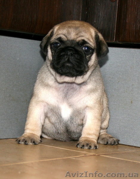 чудесные мопсята - <ro>Изображение</ro><ru>Изображение</ru> #3, <ru>Объявление</ru> #286832