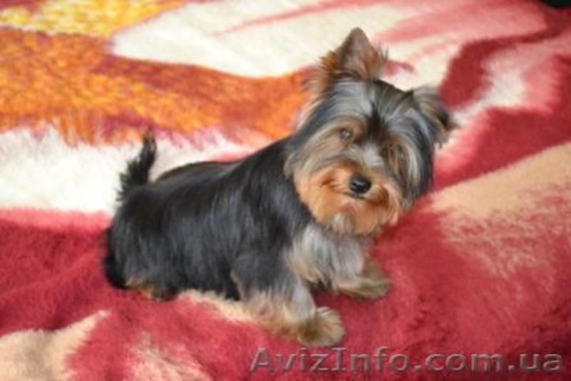 Элитные щеночки йоркширского терьера шоу-класса-КСУ. - <ro>Изображение</ro><ru>Изображение</ru> #3, <ru>Объявление</ru> #298727