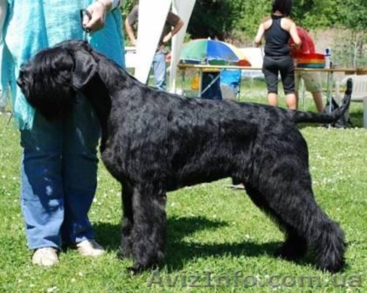 Первоклассные щенки ризеншнауцера от Интерчемпионов! - <ro>Изображение</ro><ru>Изображение</ru> #2, <ru>Объявление</ru> #292327