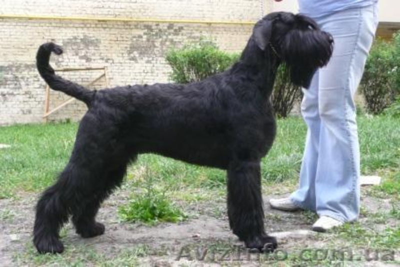 Первоклассные щенки ризеншнауцера от Интерчемпионов! - <ro>Изображение</ro><ru>Изображение</ru> #1, <ru>Объявление</ru> #292327