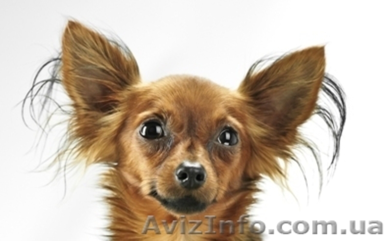 той-терьер, русский той, самая маленькая порода - <ro>Изображение</ro><ru>Изображение</ru> #3, <ru>Объявление</ru> #286739