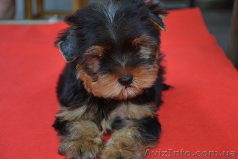 Элитные щеночки йоркширского терьера шоу-класса-КСУ. - <ro>Изображение</ro><ru>Изображение</ru> #1, <ru>Объявление</ru> #298727