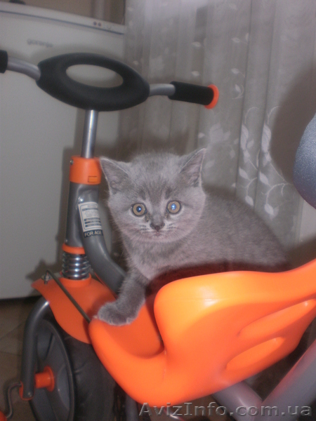 СРОЧНО продам БРИТАНЦИ ГОЛУБОГО ОКРАСА - <ro>Изображение</ro><ru>Изображение</ru> #2, <ru>Объявление</ru> #302965