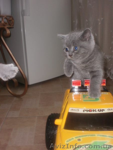 СРОЧНО продам БРИТАНЦИ ГОЛУБОГО ОКРАСА - <ro>Изображение</ro><ru>Изображение</ru> #1, <ru>Объявление</ru> #302965