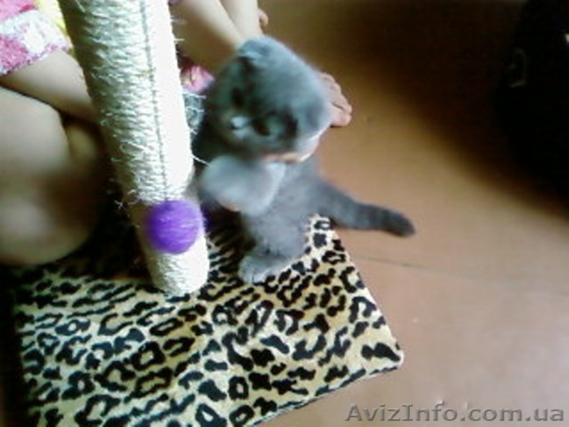 Вислоухие очаровашки шотландской породы - <ro>Изображение</ro><ru>Изображение</ru> #2, <ru>Объявление</ru> #283240