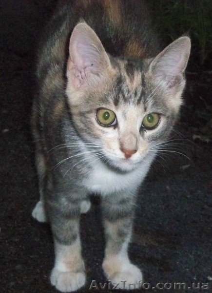 Котенок ТРЕХЦВЕТНАЯ ДЕВОЧКА.  ОТДАМ в добрые руки - <ro>Изображение</ro><ru>Изображение</ru> #3, <ru>Объявление</ru> #287416