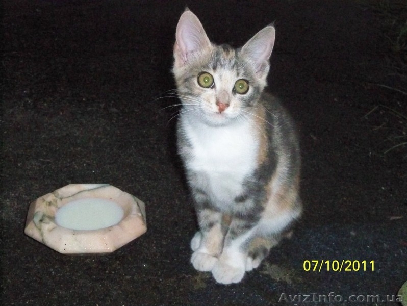 Котенок ТРЕХЦВЕТНАЯ ДЕВОЧКА.  ОТДАМ в добрые руки - <ro>Изображение</ro><ru>Изображение</ru> #1, <ru>Объявление</ru> #287416